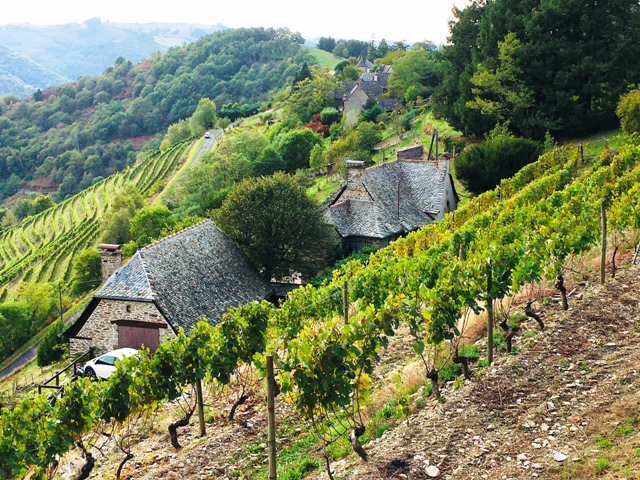 Vignoble du Fel